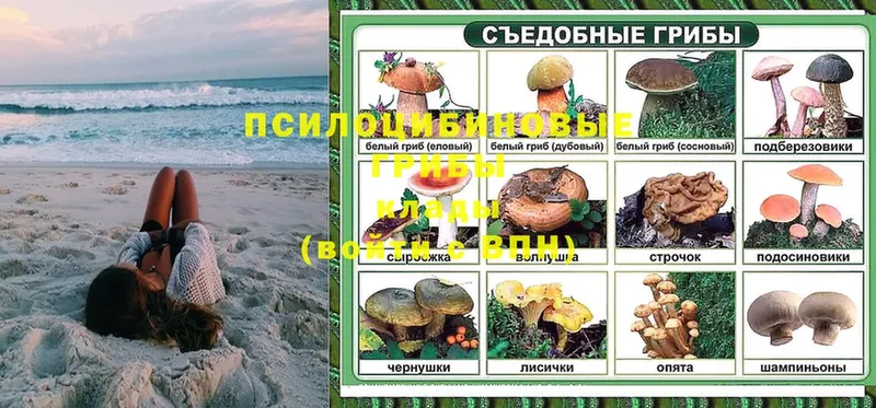 Галлюциногенные грибы Psilocybe  Злынка 